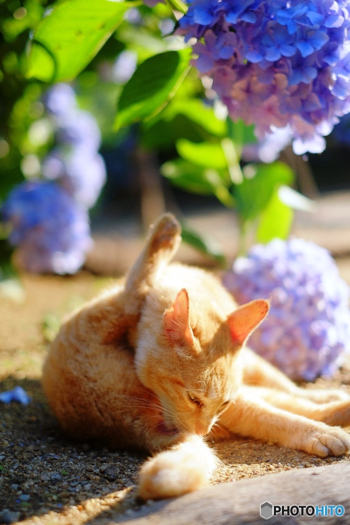 紫陽花と猫