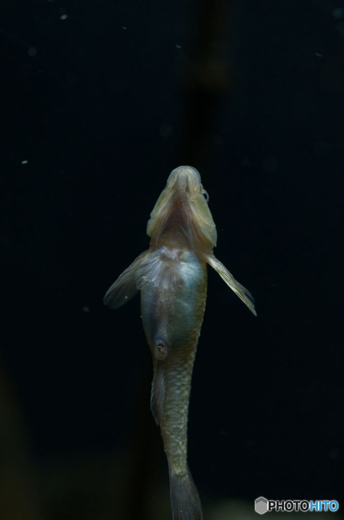 水族館にて