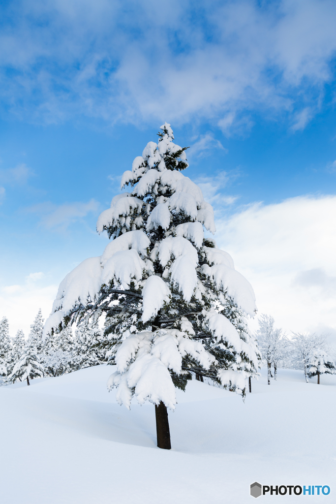 冬の雪国の木