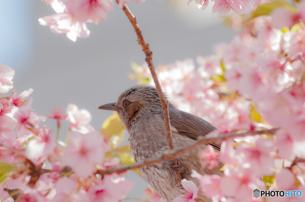 桜