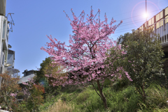 いつかの桜