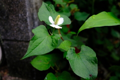 梅雨時期の元気者