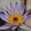 オオオニバスの花