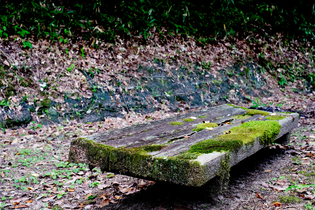 朽ちゆくベンチ