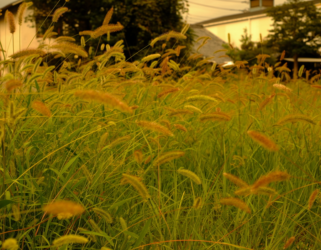 夕焼け猫じゃらし