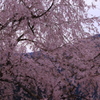 山間の枝垂桜