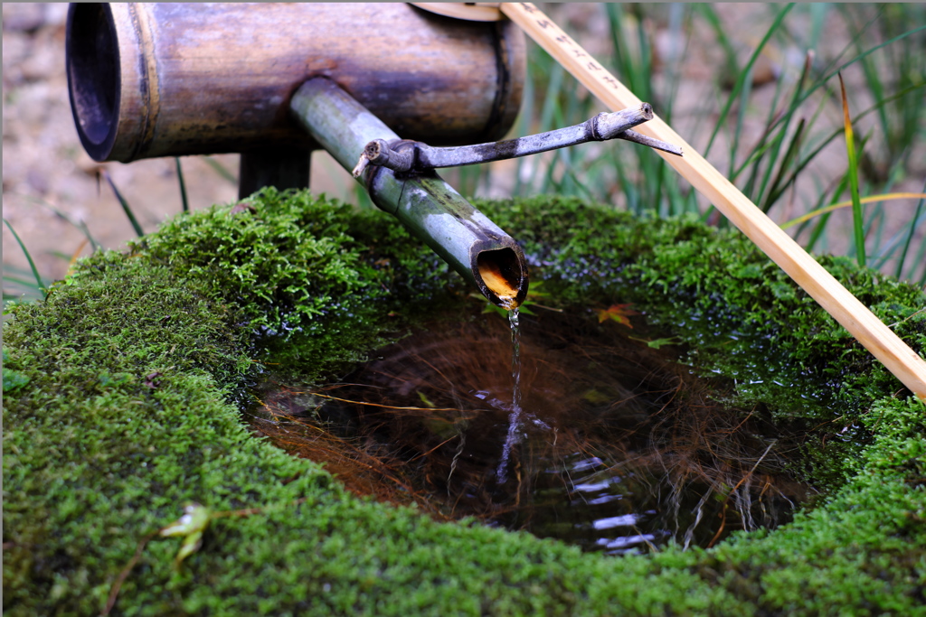 苔むす手水鉢