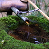 苔むす手水鉢