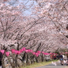 皆さんお花見中