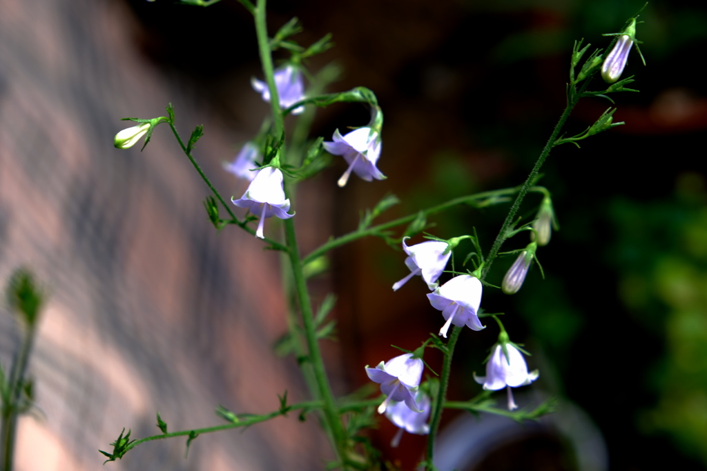 釣鐘の開花