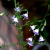 釣鐘の開花