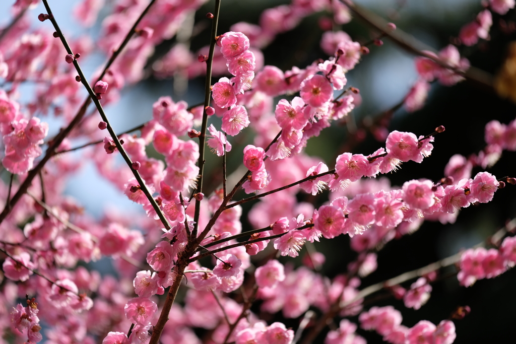 梅の花