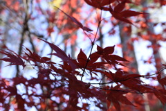 天竜峡の紅葉