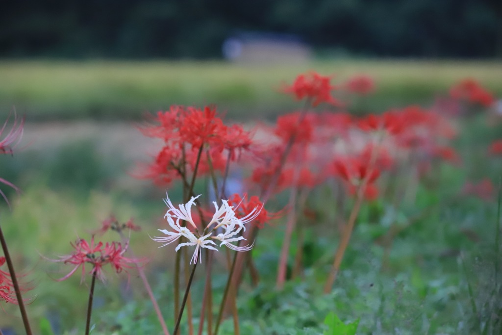 20170924063818_IMG_0367