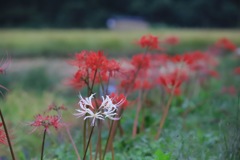 20170924063818_IMG_0367