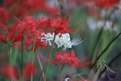 20170924065007_IMG_0373