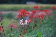 20170924063819_IMG_0368