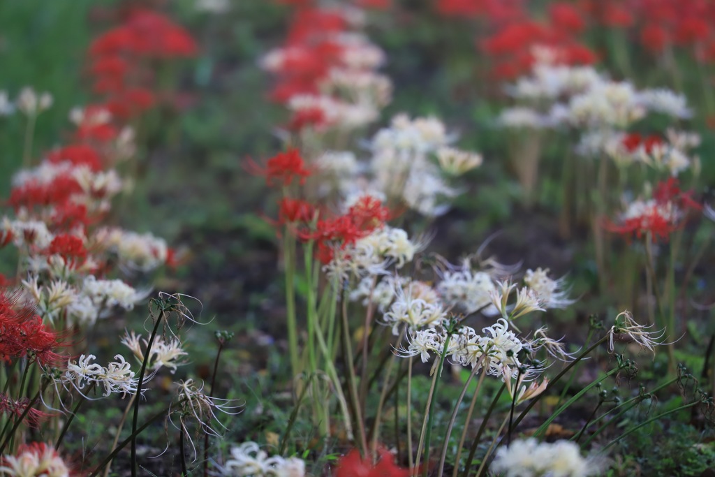 20170924064947_IMG_0371