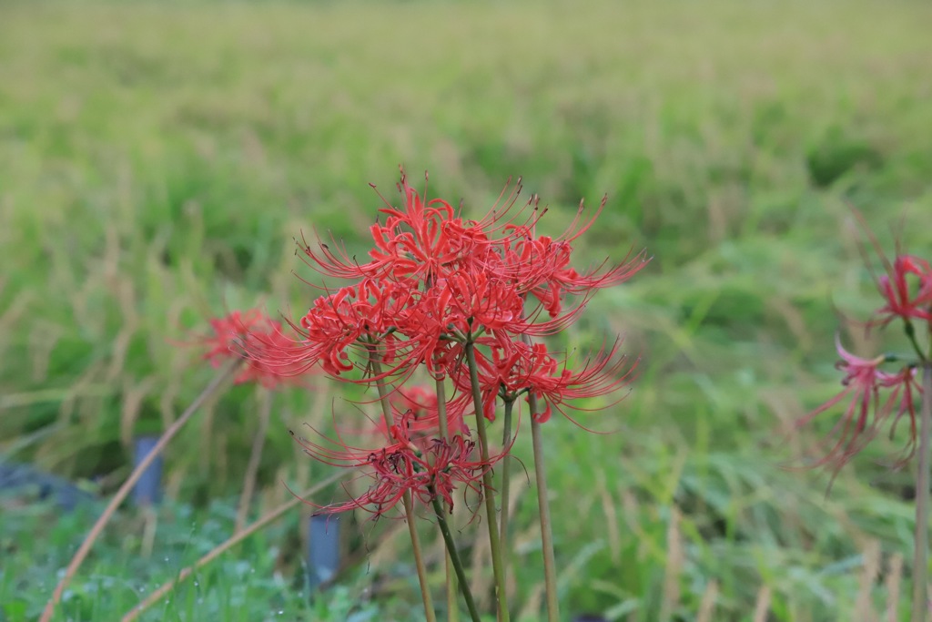 20170924063756_IMG_0369