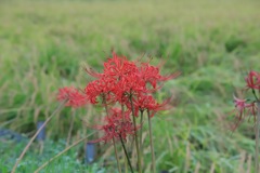 20170924063756_IMG_0369