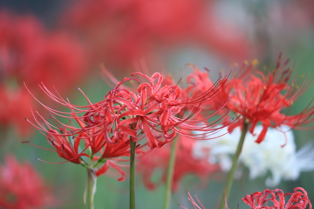 20170924065002_IMG_0372