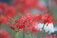 20170924065002_IMG_0372