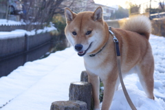 柴犬と雪