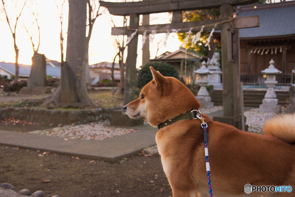日本犬