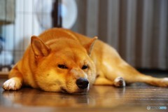 まどろみ