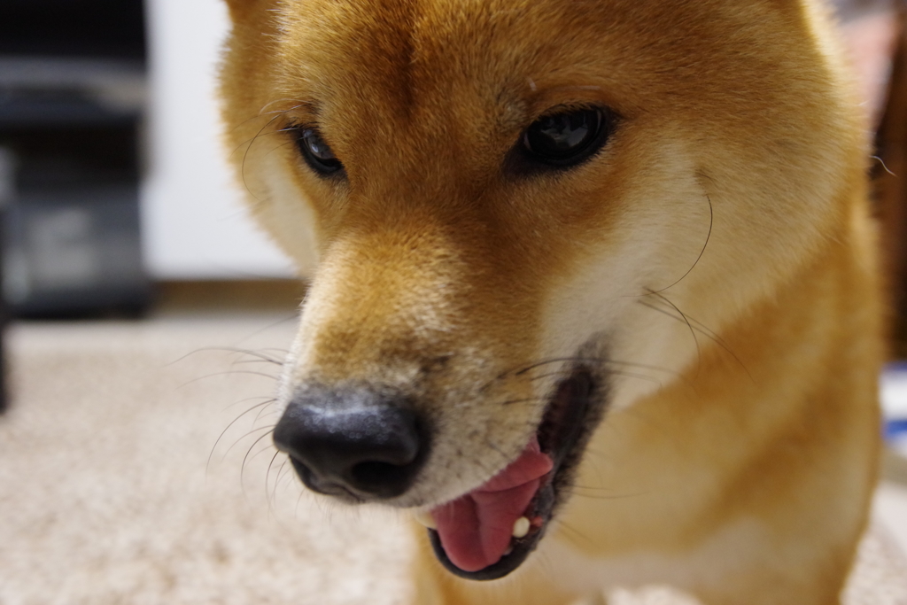 遊び盛り