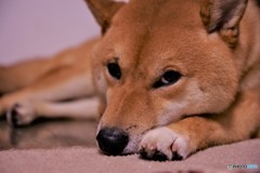 まなざし