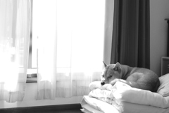 陽だまりの昼寝