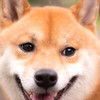 ドアップ