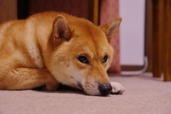 柴距離