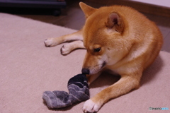この靴下くさーい