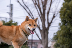 ボール遊び