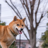 ボール遊び