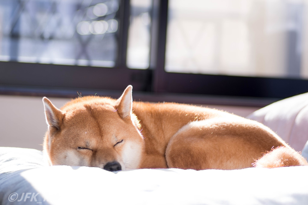 陽だまりで寝る柴犬