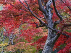嵐山紅葉