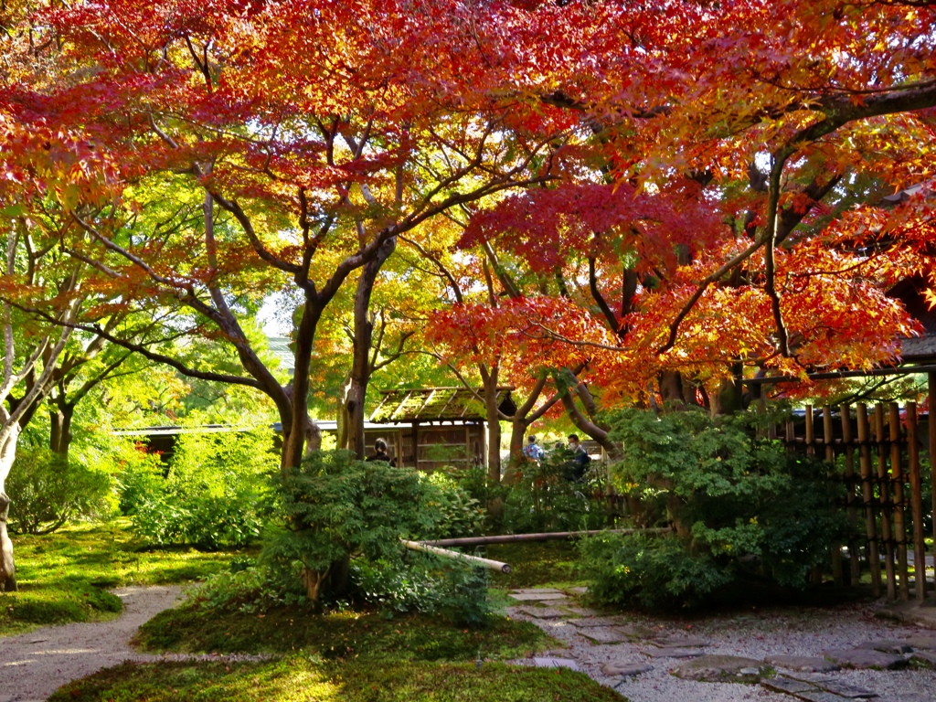 万博紅葉