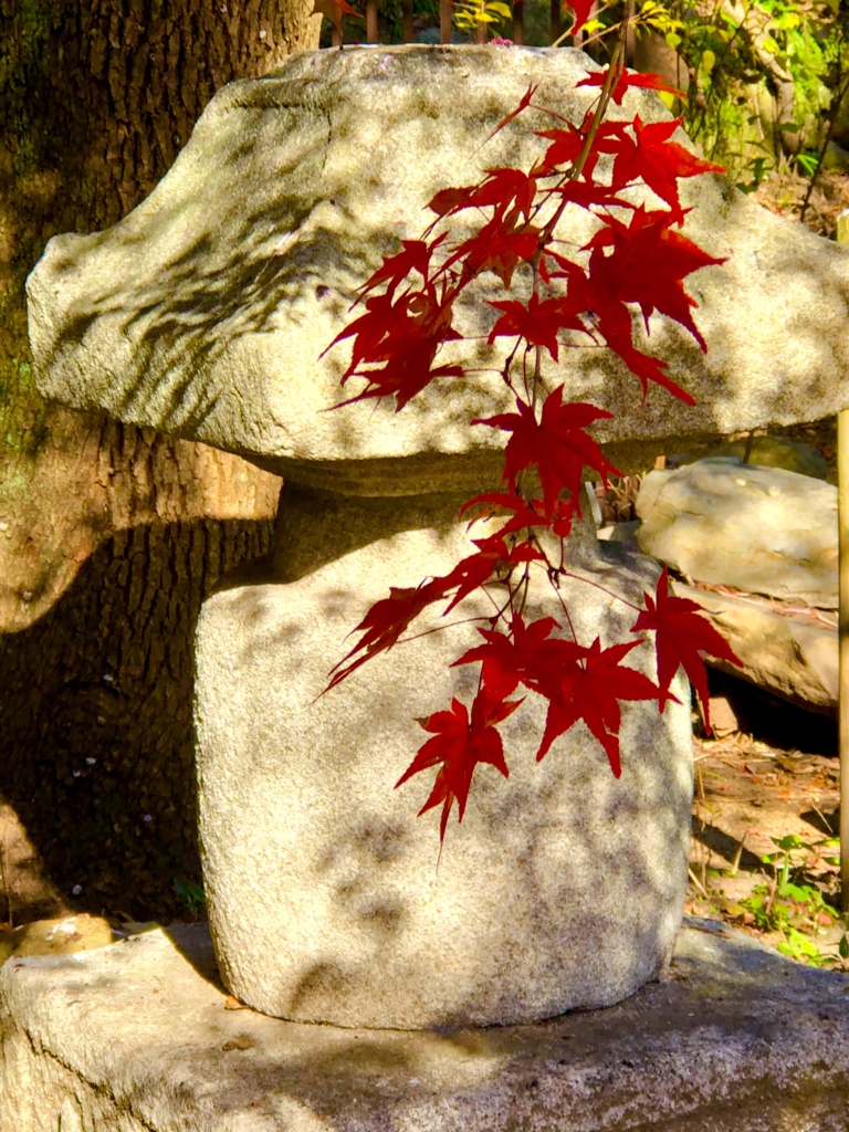 紅葉