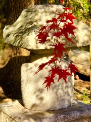 紅葉
