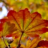 紅葉