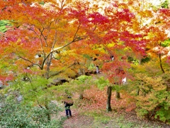 万博紅葉