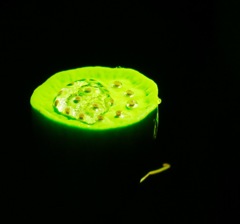 31061424_Unknown