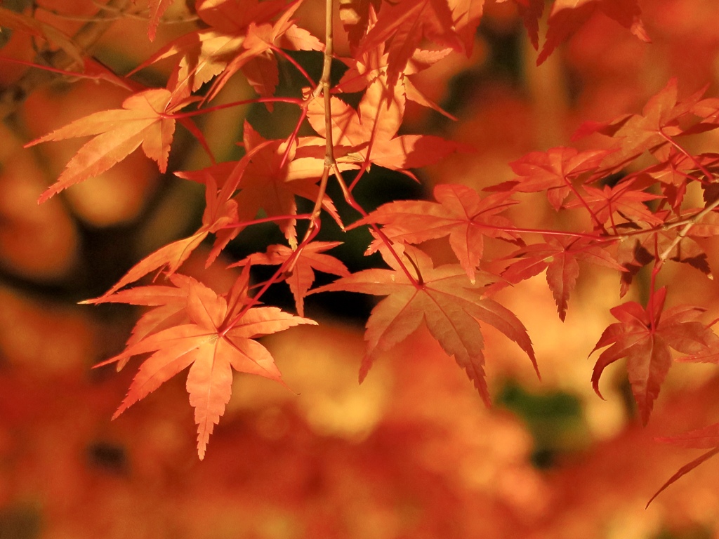 永観堂の紅葉