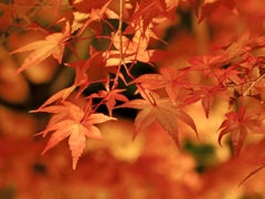 永観堂の紅葉