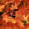 永観堂の紅葉
