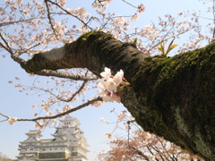 桜姫路城