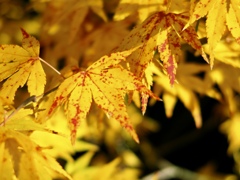 “変異”紅葉